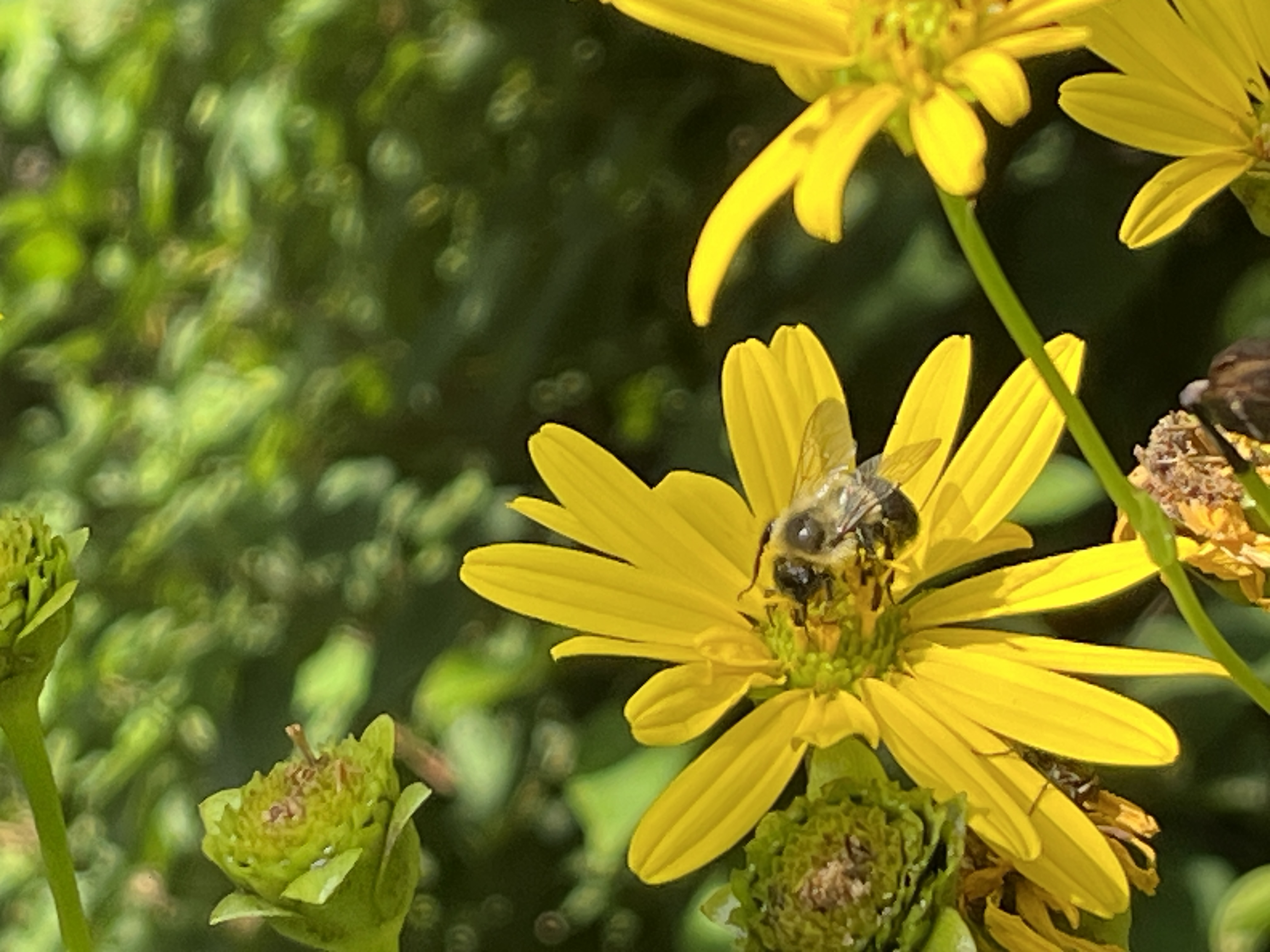 sunflowers with a bumblebee