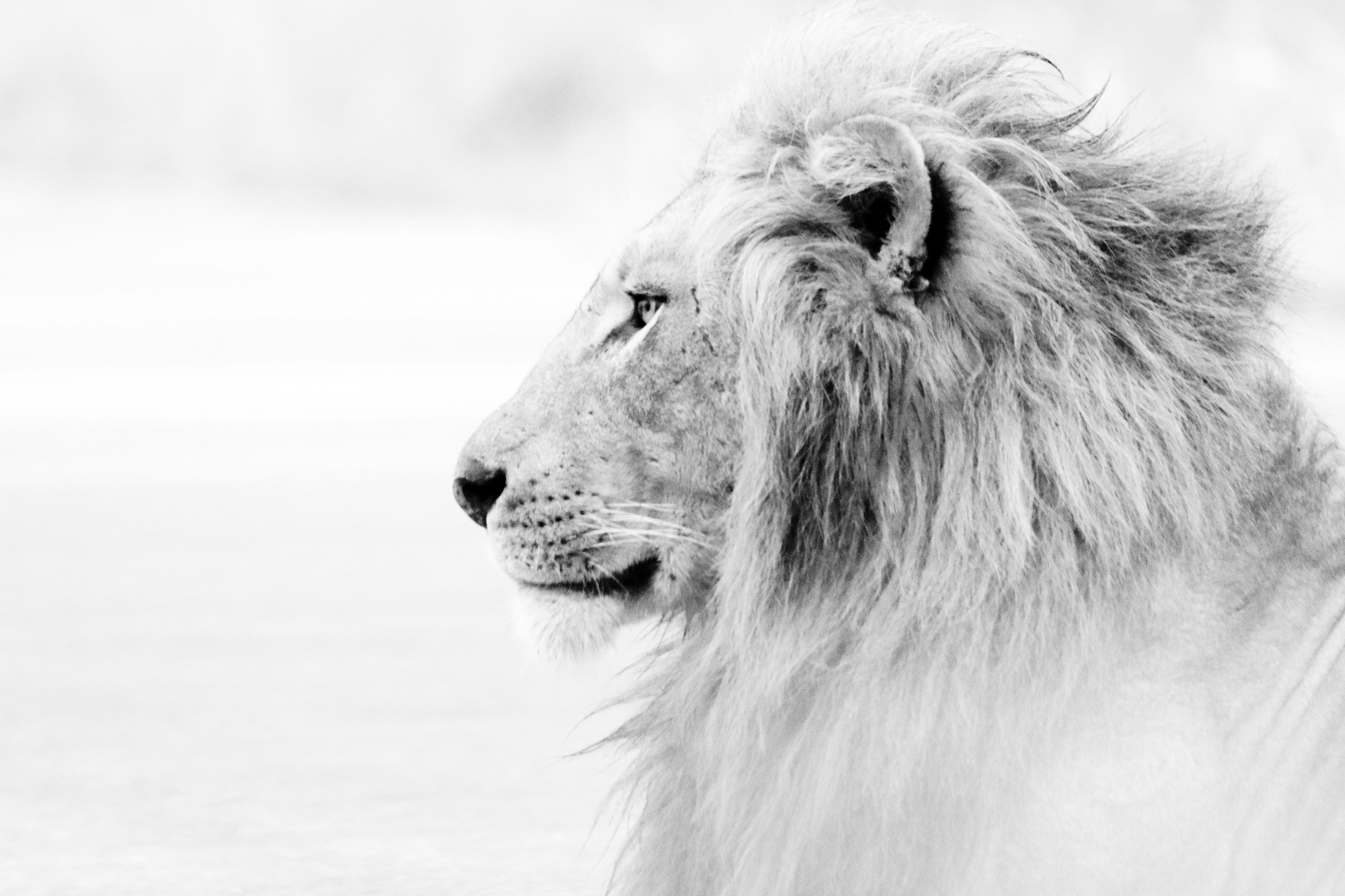 profile of a lion 